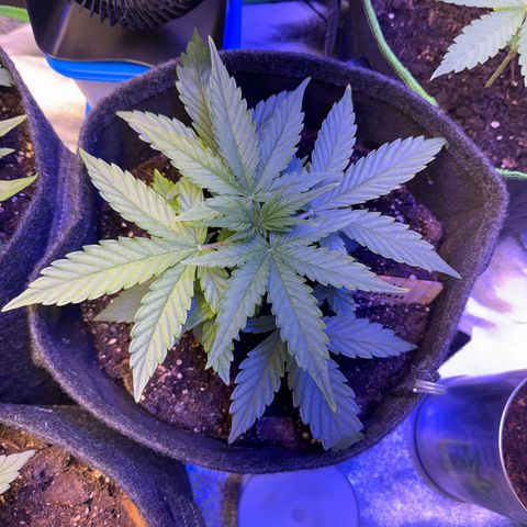 Pinapple Express growlog timeline photo