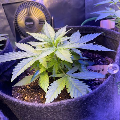 Pinapple Express growlog timeline photo