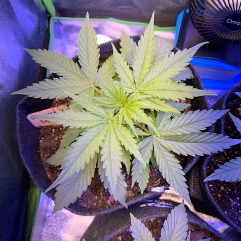 Pinapple Express growlog timeline photo