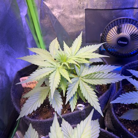 Pinapple Express growlog timeline photo