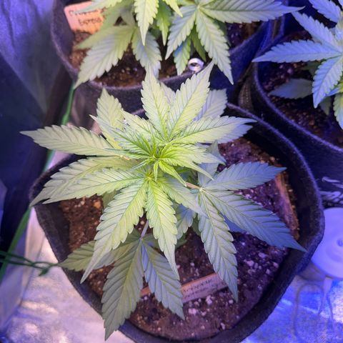 Pinapple Express growlog timeline photo