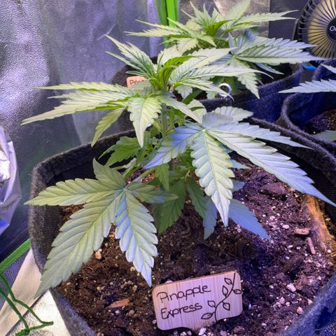 Pinapple Express growlog timeline photo