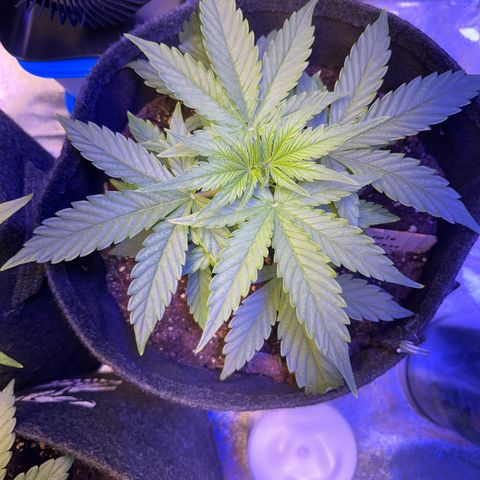 Pinapple Express growlog timeline photo