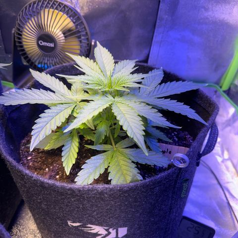 Pinapple Express growlog timeline photo