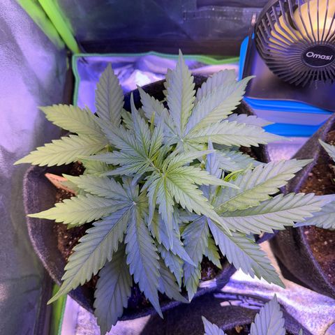 Pinapple Express growlog timeline photo
