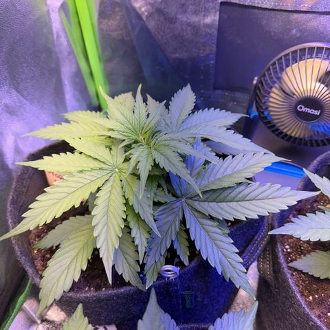 Pinapple Express growlog timeline photo