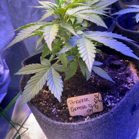 Pinapple Express growlog timeline photo