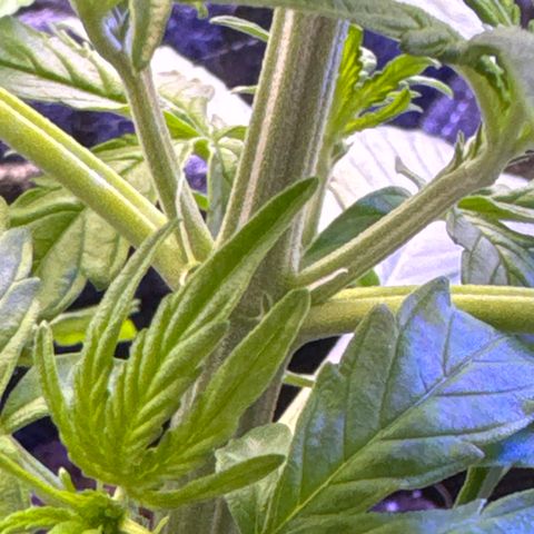 Pinapple Express growlog timeline photo