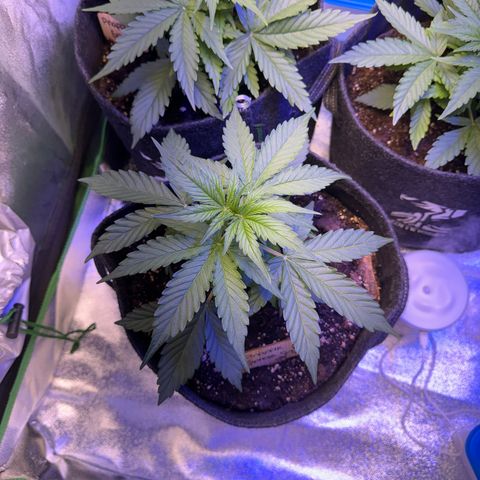 Pinapple Express growlog timeline photo