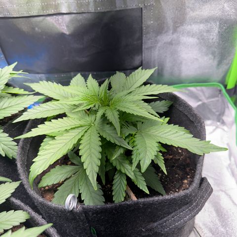 Pinapple Express growlog timeline photo