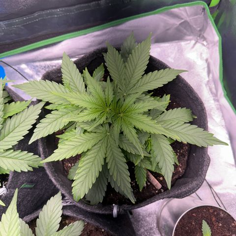 Pinapple Express growlog timeline photo