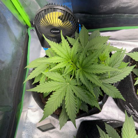Pinapple Express growlog timeline photo