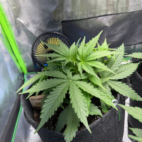 Pinapple Express growlog timeline photo
