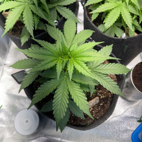 Pinapple Express growlog timeline photo
