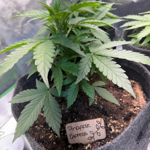Pinapple Express growlog timeline photo