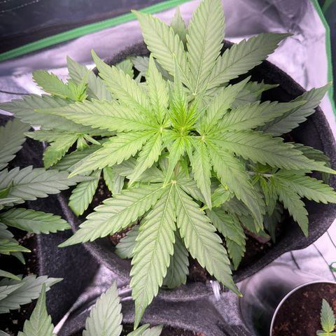 Pinapple Express growlog timeline photo