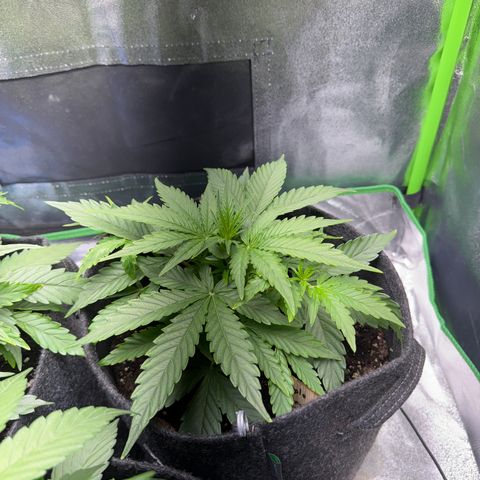 Pinapple Express growlog timeline photo