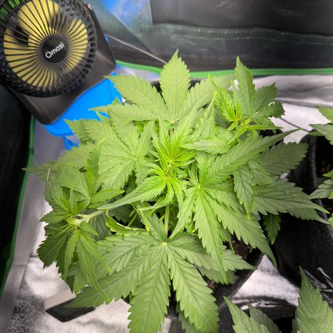 Pinapple Express growlog timeline photo