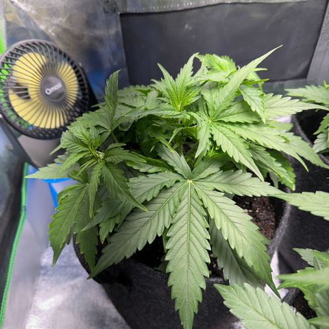 Pinapple Express growlog timeline photo