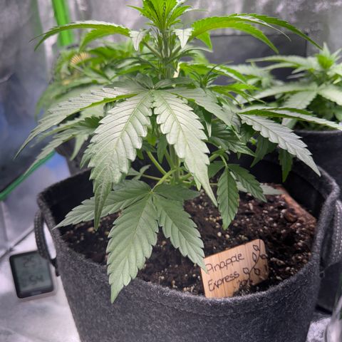 Pinapple Express growlog timeline photo