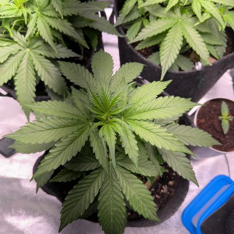 Pinapple Express growlog timeline photo