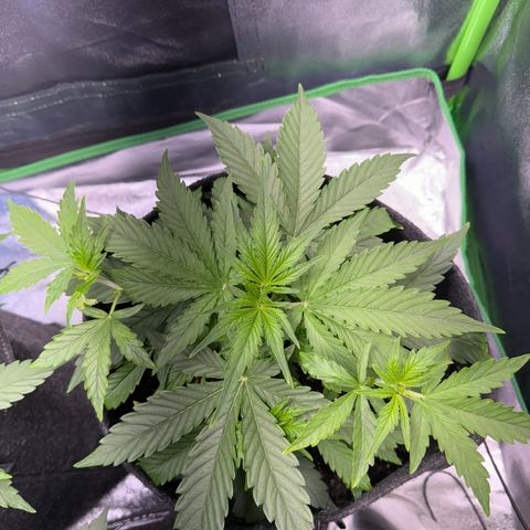 Pinapple Express growlog timeline photo
