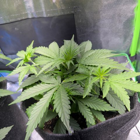 Pinapple Express growlog timeline photo