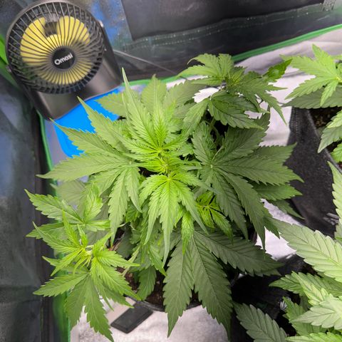Pinapple Express growlog timeline photo