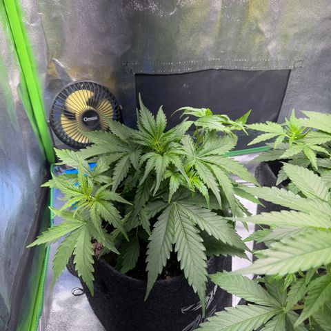 Pinapple Express growlog timeline photo