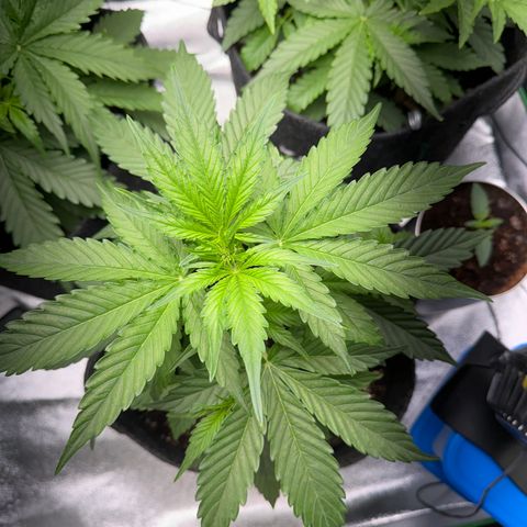 Pinapple Express growlog timeline photo