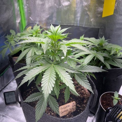 Pinapple Express growlog timeline photo