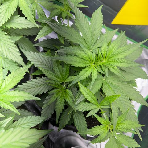 Pinapple Express growlog timeline photo
