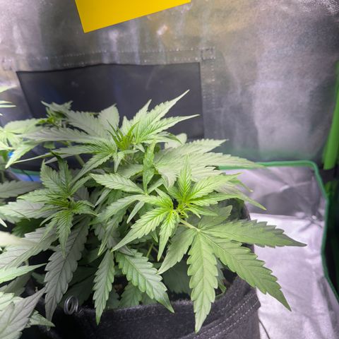 Pinapple Express growlog timeline photo