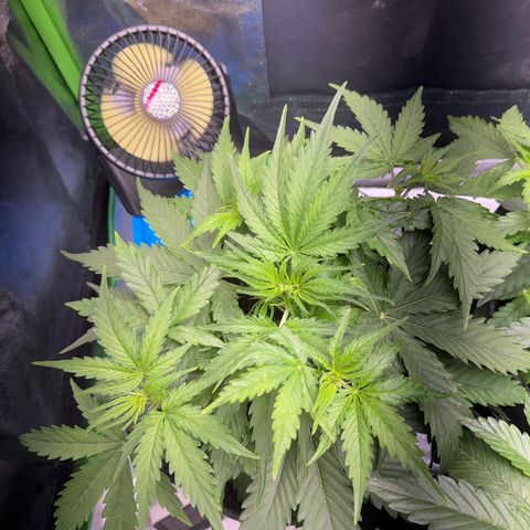 Pinapple Express growlog timeline photo