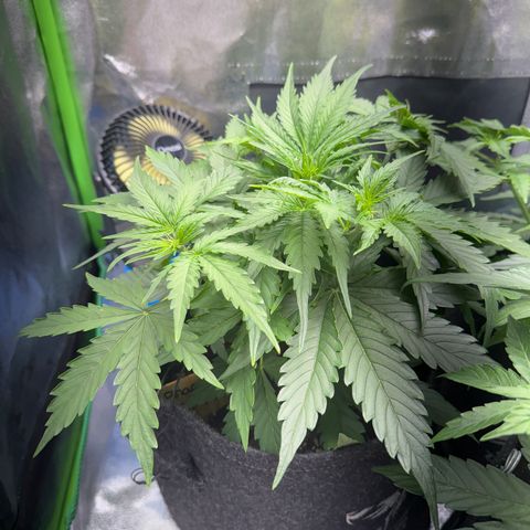 Pinapple Express growlog timeline photo