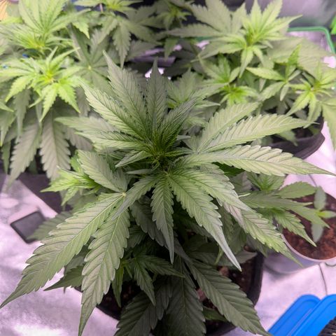 Pinapple Express growlog timeline photo