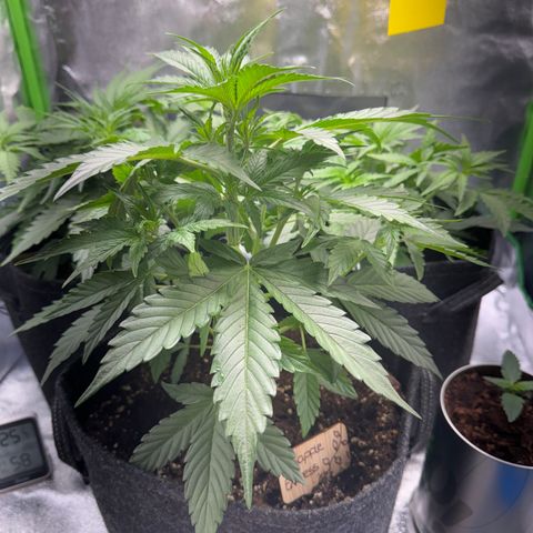 Pinapple Express growlog timeline photo