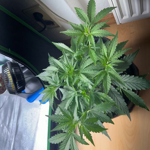 Pinapple Express growlog timeline photo