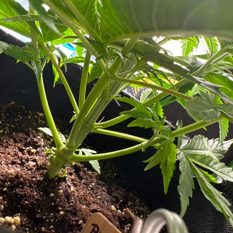 Pinapple Express growlog timeline photo