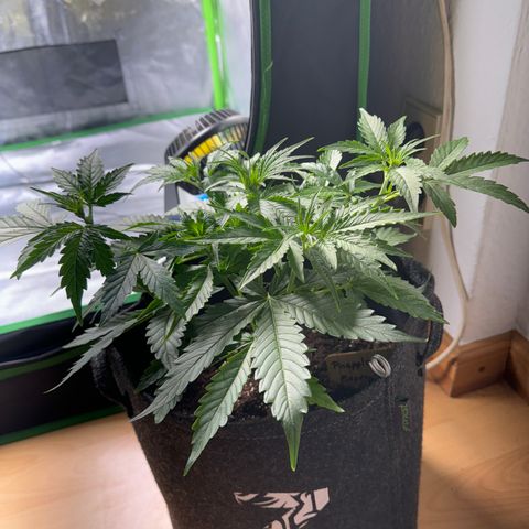 Pinapple Express growlog timeline photo