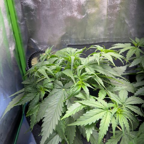 Pinapple Express growlog timeline photo
