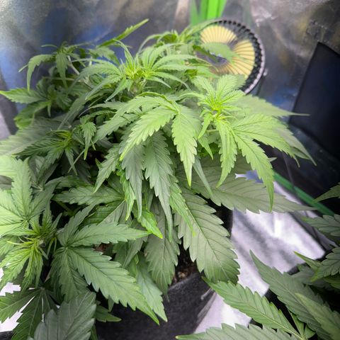 Pinapple Express growlog timeline photo