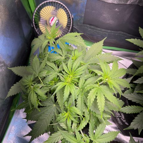Pinapple Express growlog timeline photo