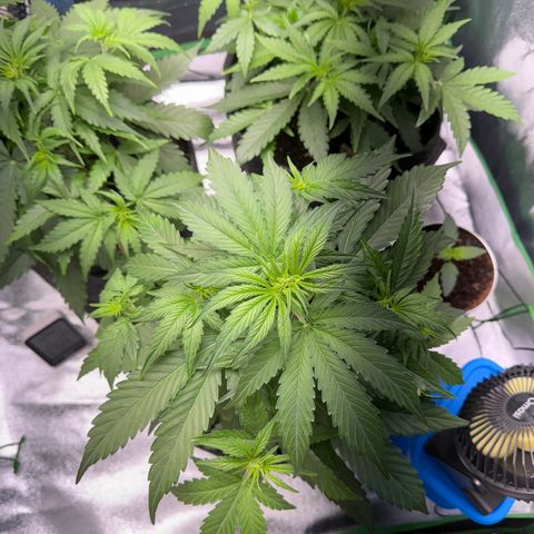 Pinapple Express growlog timeline photo