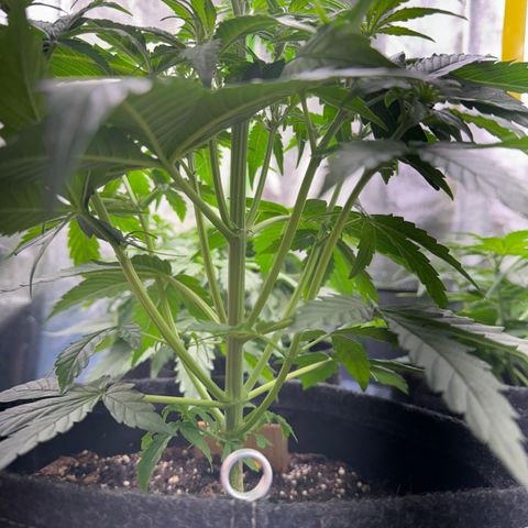 Pinapple Express growlog timeline photo