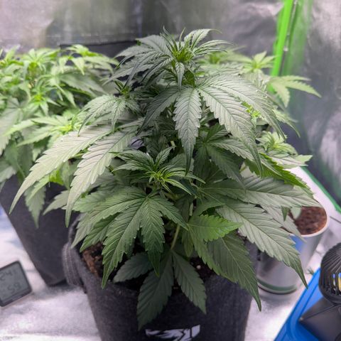 Pinapple Express growlog timeline photo