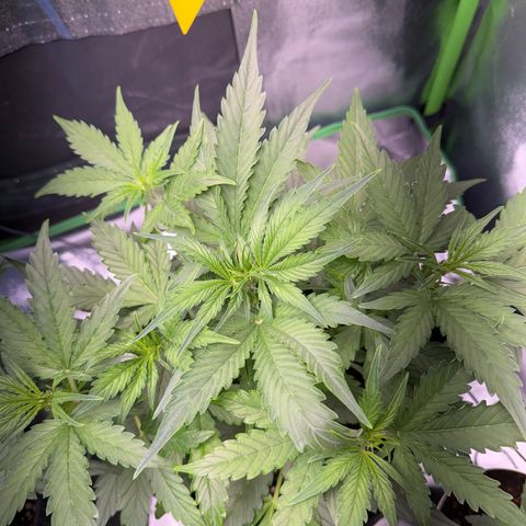 Pinapple Express growlog timeline photo