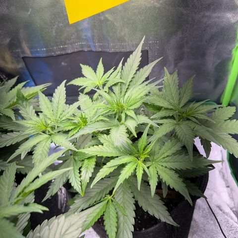 Pinapple Express growlog timeline photo