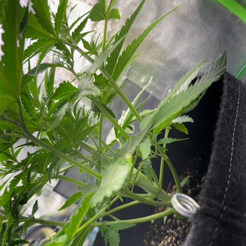 Pinapple Express growlog timeline photo