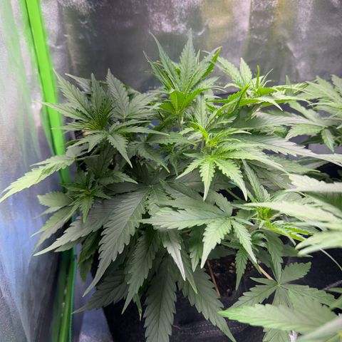 Pinapple Express growlog timeline photo